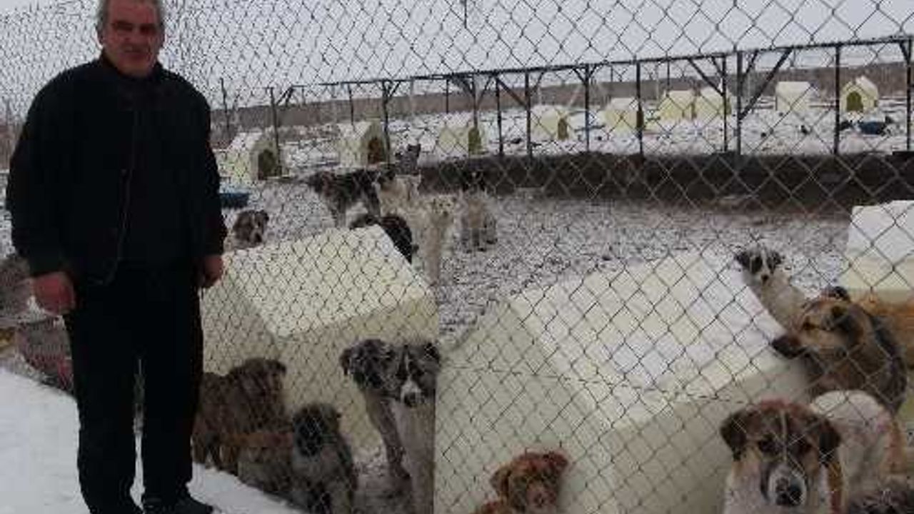 Ardahan'da sahipsiz köpekler donmaktan kurtuldu