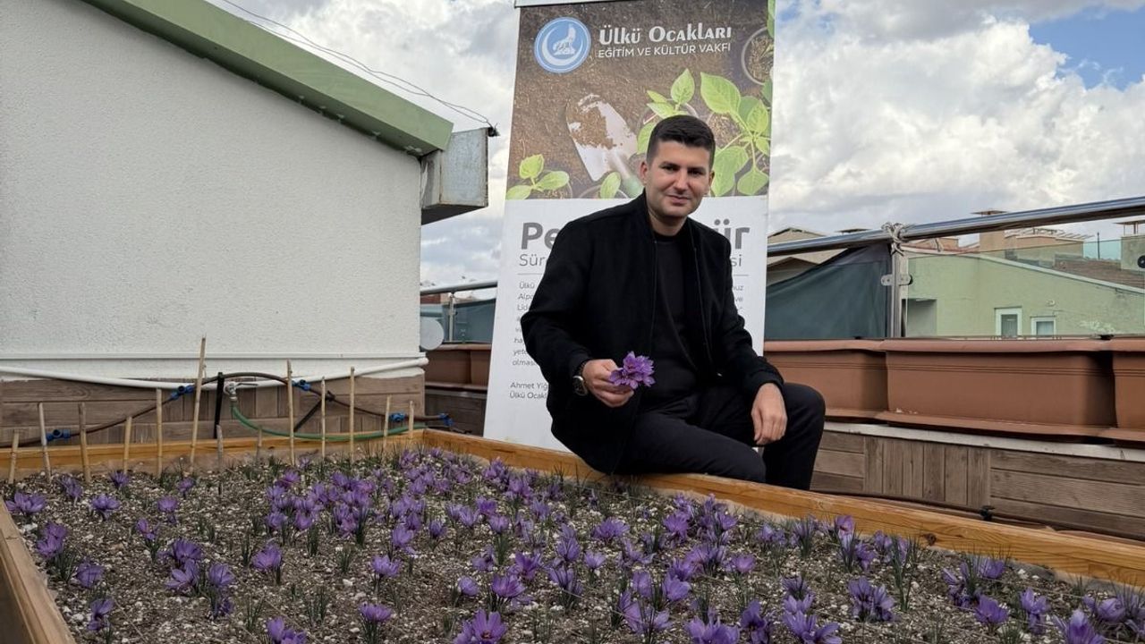 Ülkü Ocakları Genel Merkezi’nin Terasında Safran Hasadı!