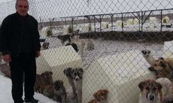 Ardahan'da sahipsiz köpekler donmaktan kurtuldu