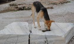 Manavgat'ta sokak köpekleri başıboş dolaşmayacak