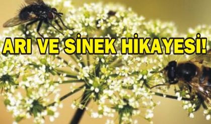ARI VE SİNEK 