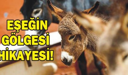  EŞEĞİN GÖLGESİ HİKAYESİ!