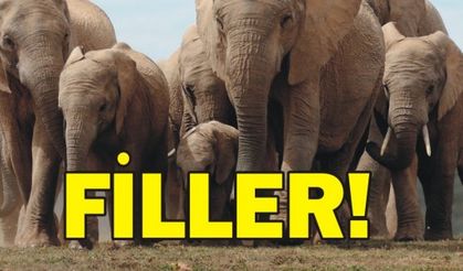 FİLLER