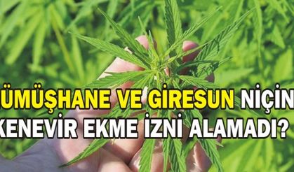 GÜMÜŞHANE VE GİRESUN NİÇİN KENEVİR EKME İZNİ ALAMADI?