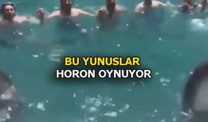 HORON OYNAYAN YUNUSLAR