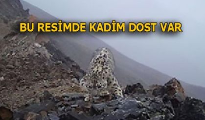 İPUCU: RESİM ALTAY DAĞLARINDAN...