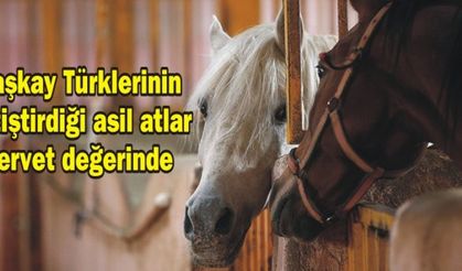 İran'da Kaşkay Türklerinin yüzyıllardır yetiştirdiği asil atları servet değerinde