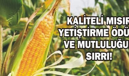 KALİTELİ MISIR YETİŞTİRME ÖDÜLÜ VE MUTLULUĞUN SIRRI!