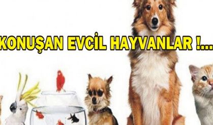 KONUŞAN EVCİL HAYVANLAR !......