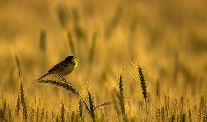 Nallıhan Kuş Cenneti fotoğraflarında birinci Ankara'dan