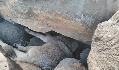 Sıkıştığı taşların arasında mahsur kalan sıpa kurtarıldı