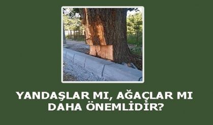 YANDAŞLAR MI, YOKSA AĞAÇLAR MI DAHA ÖNEMLİDİR?