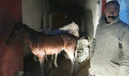 Yüksek ot fiyatları, atları dışarıda bıraktı, Kaymakam seferber oldu