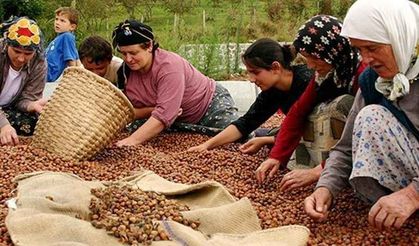 Fındık üreticileri soruyor hangi yabancı şirketin sigortasız işçisiyiz?