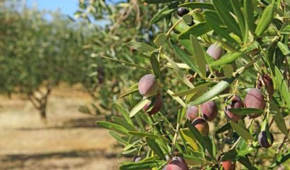 Zeytin ağacının esrarengiz ısrarı!