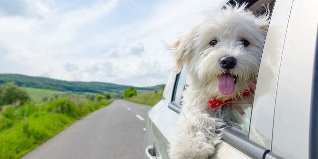 Evcil hayvan sahipleri yaz tatilini nasıl planlamalı Evcil dostlarınızla keyifli tatil mümkün mü