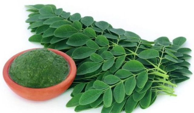 "Moringa, Türkiye için alternatif bir yem ve yemeklik yağ bitkisi olabilir"