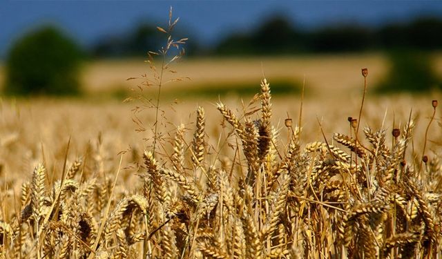 Türkiye, Venezuela'da buğday ekimine başlıyor