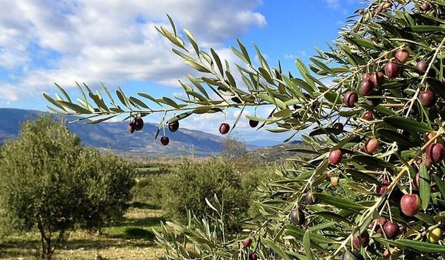 Zeytin düşmanlığı neden?