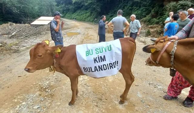 Gümüşhane Sınırında Maden Protestosu Vardı; Süte Atık Bulaştı