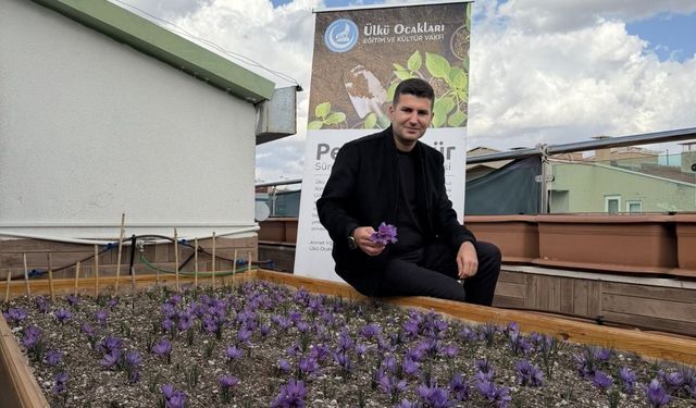 Ülkü Ocakları Genel Merkezi’nin Terasında Safran Hasadı!