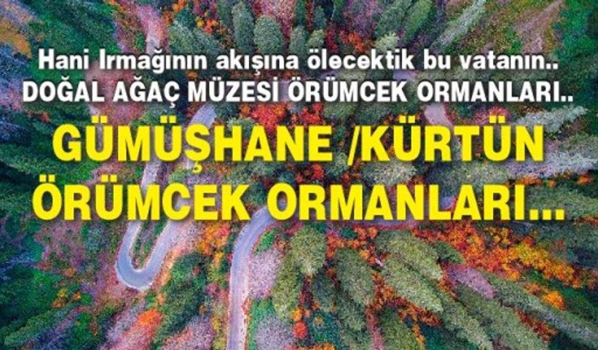 Gümüşhane /Kürtün Örümcek ormanları...
