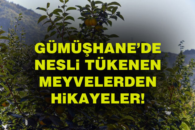 Gümüşhane’de nesli tükenen meyvelerden hikayeler!