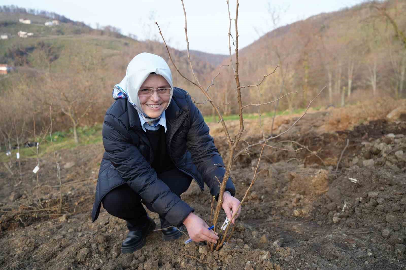 Fındık Üreticisinin En Büyük Derdi Tarih Oluyor 2